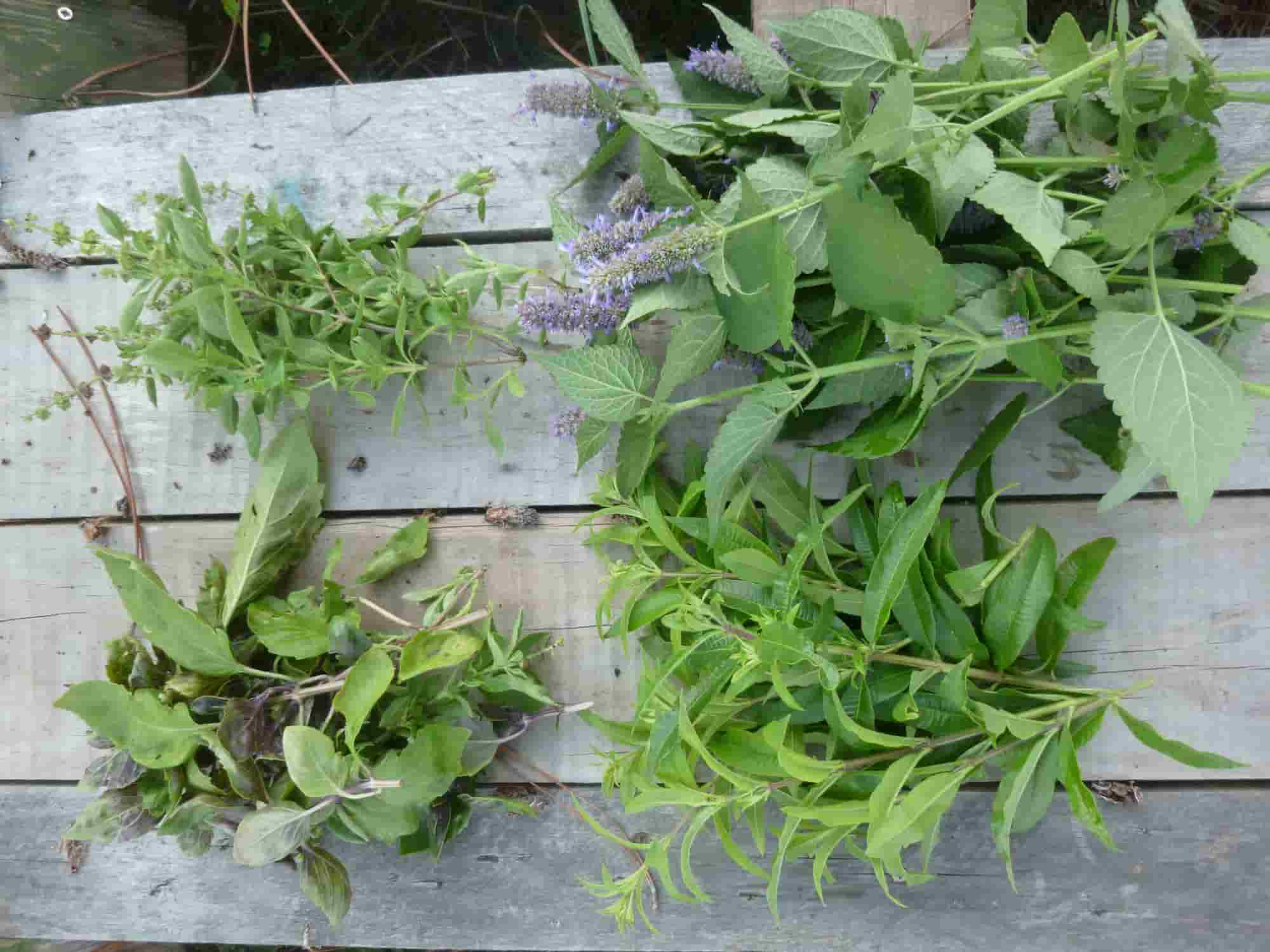 ¿Cómo hacer un mosaico de aromáticas?