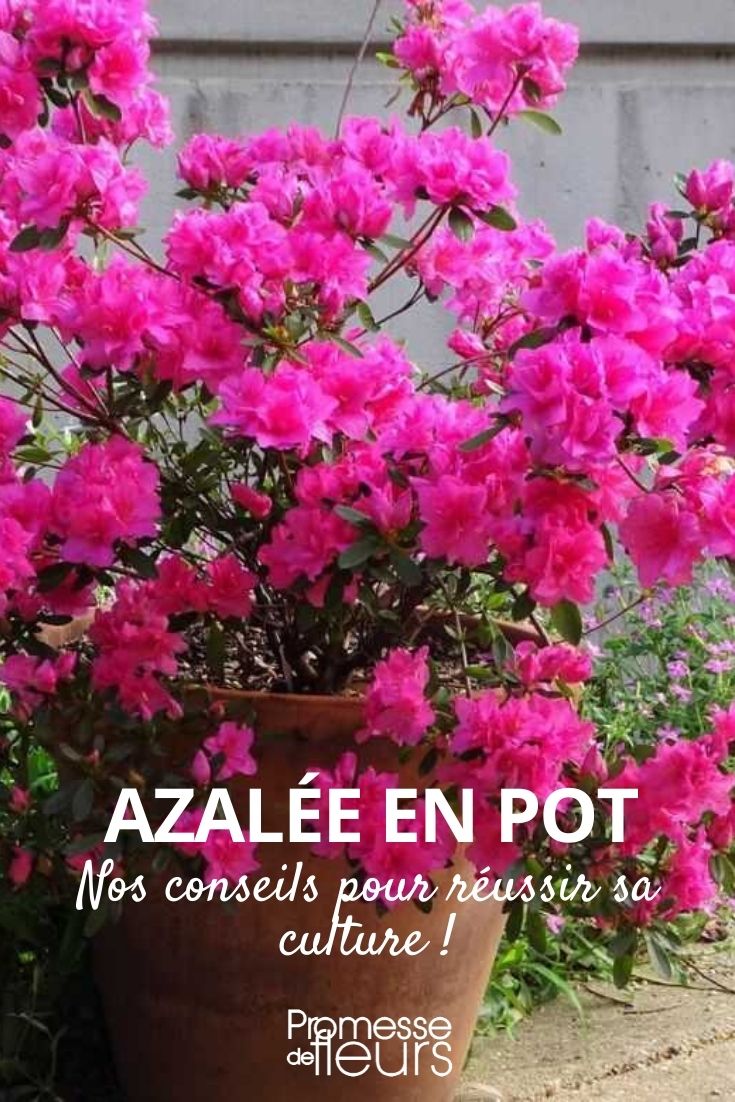 cultivar una azalea en maceta