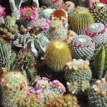 Esquejar cactus y plantas suculentas