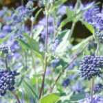 7 ideas para combinar el Caryopteris