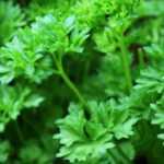 Cultivar perejil en macetas