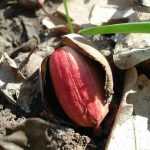 10 árboles fáciles de sembrar