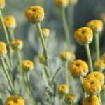 ¿Cómo cultivar santolina en macetas?
