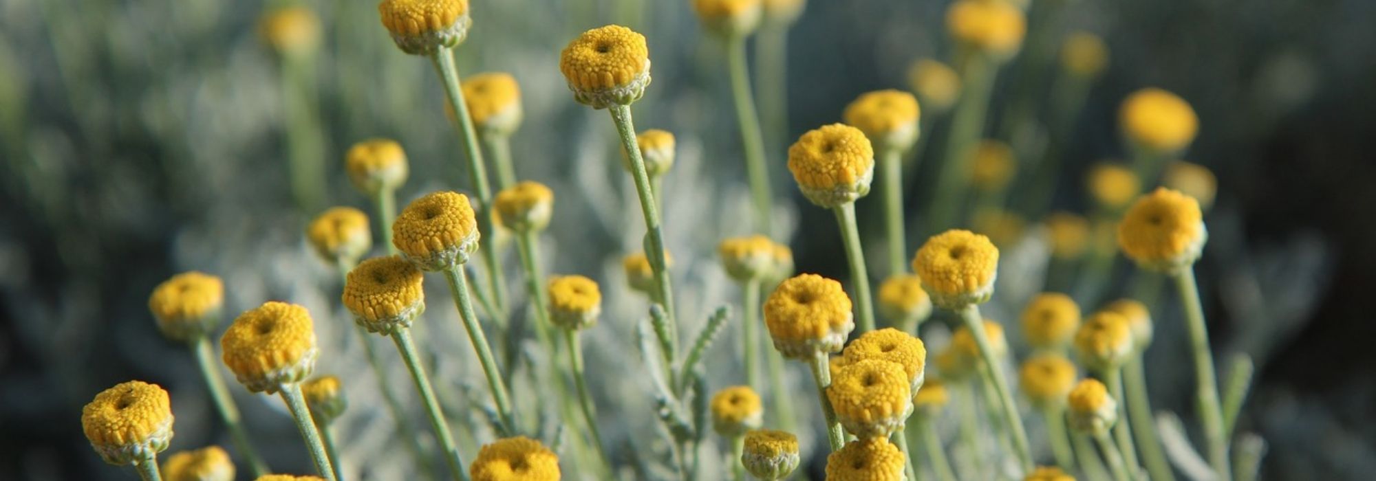 ¿Cómo cultivar santolina en macetas?