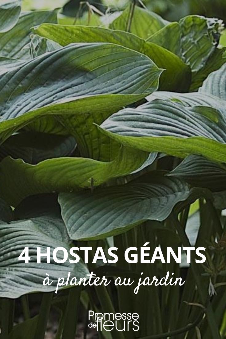 Selección de Hostas gigantes