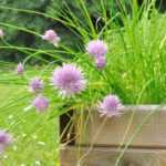 ¿Cómo hacer una jardinera de plantas aromáticas a pleno sol?