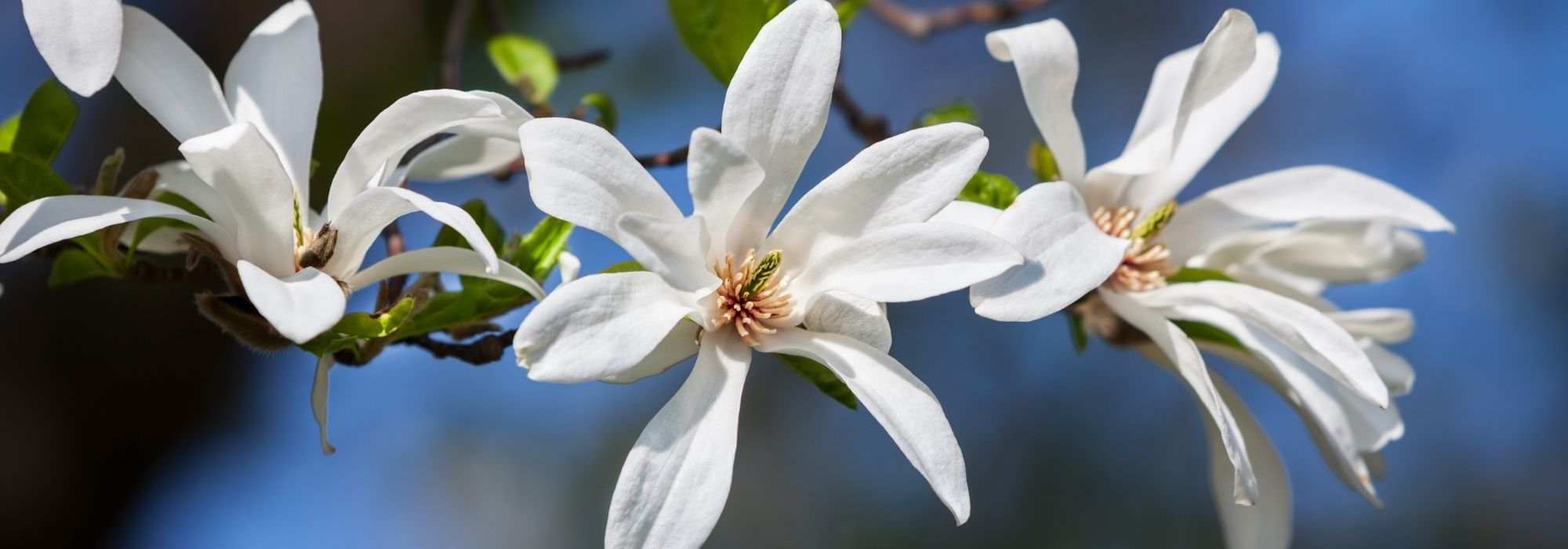 5 magnolios de flores estrelladas