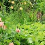 ¿Qué es un esqueje de raíz?