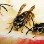 5 plantas repelentes para ahuyentar avispas