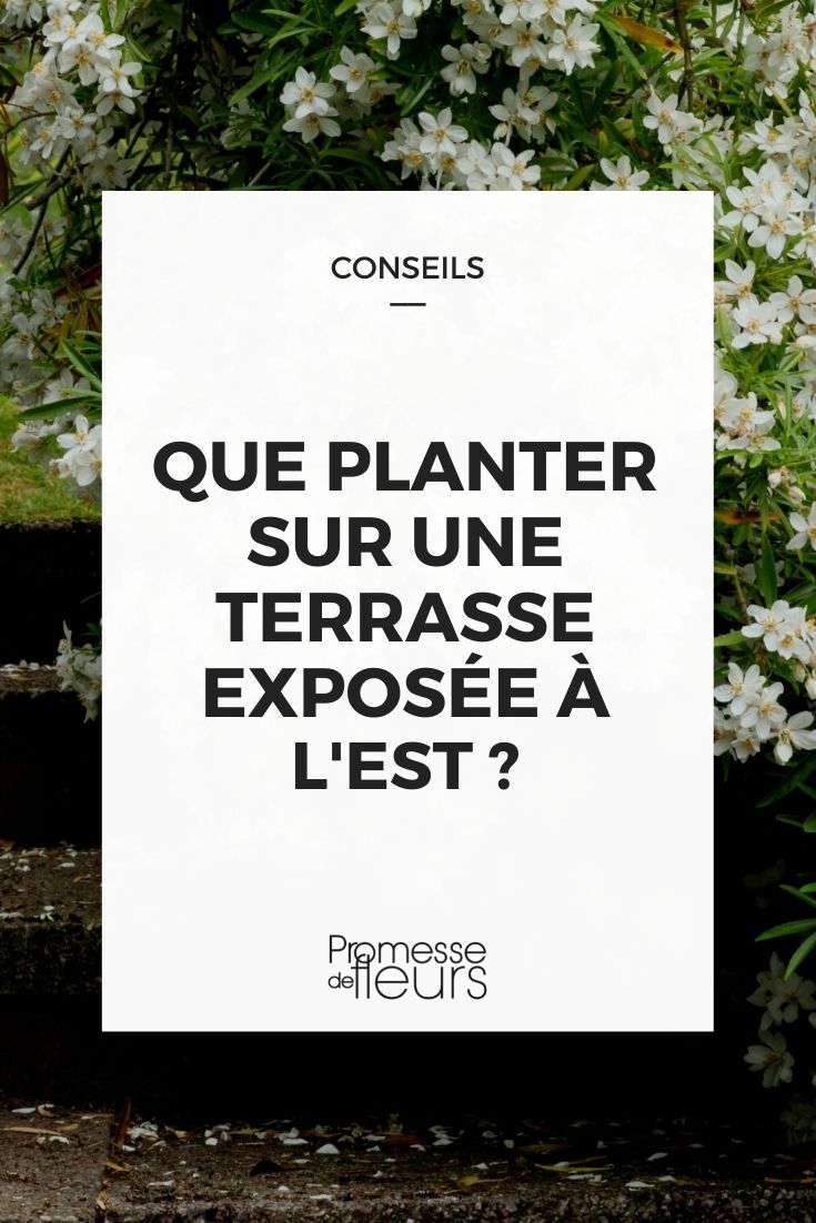 ¿Qué plantar en la terraza?