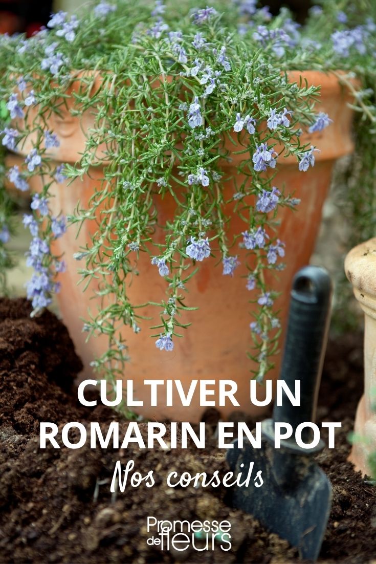 Cultivar un romero en maceta