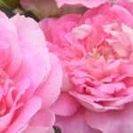 Las rosas del séptimo arte