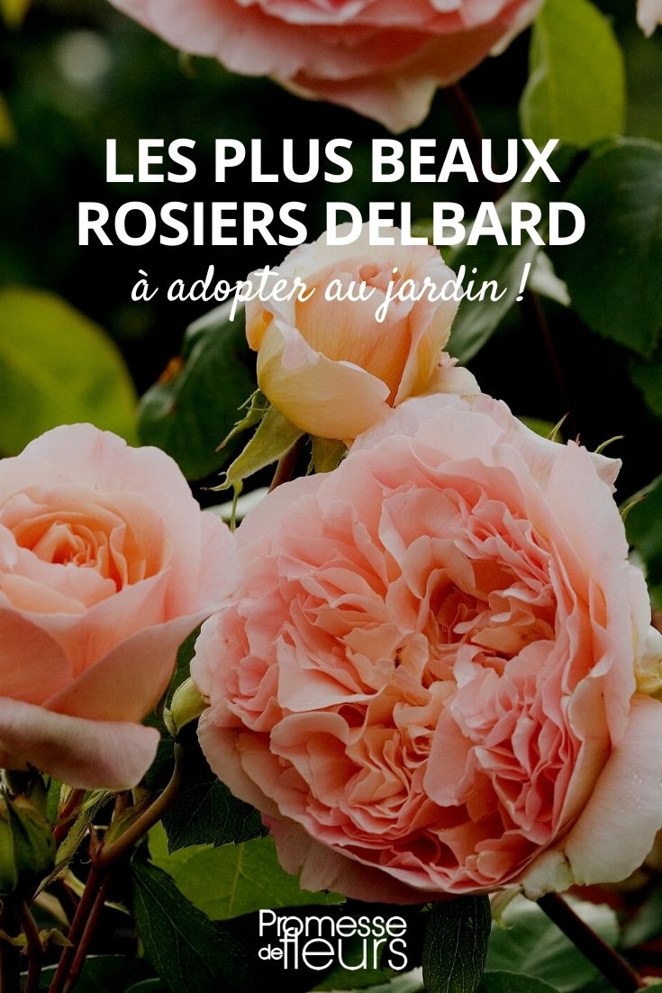 rosal delbard