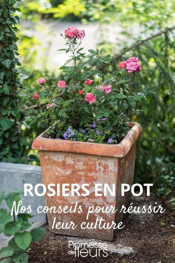 Cultivar un rosal en maceta