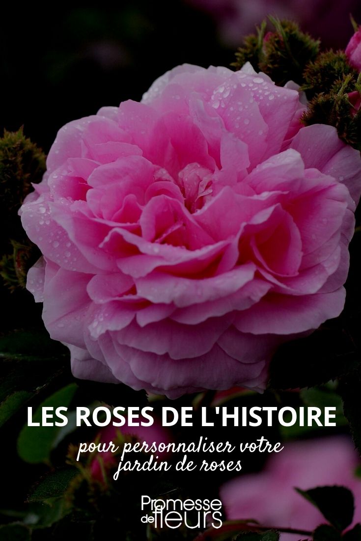 rosas historia