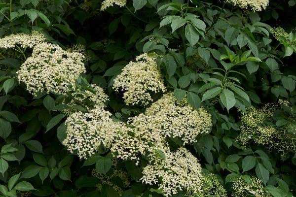 ¿Cuándo y cómo secar las flores de saúco?