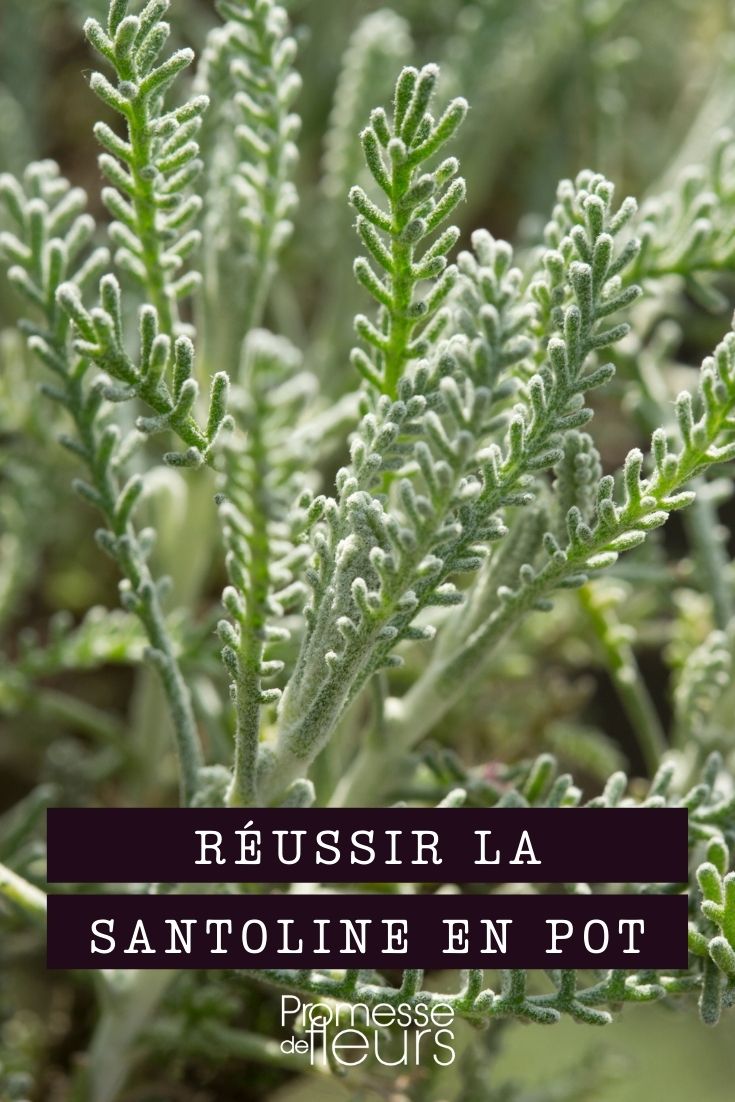 Cultivar santolina en maceta