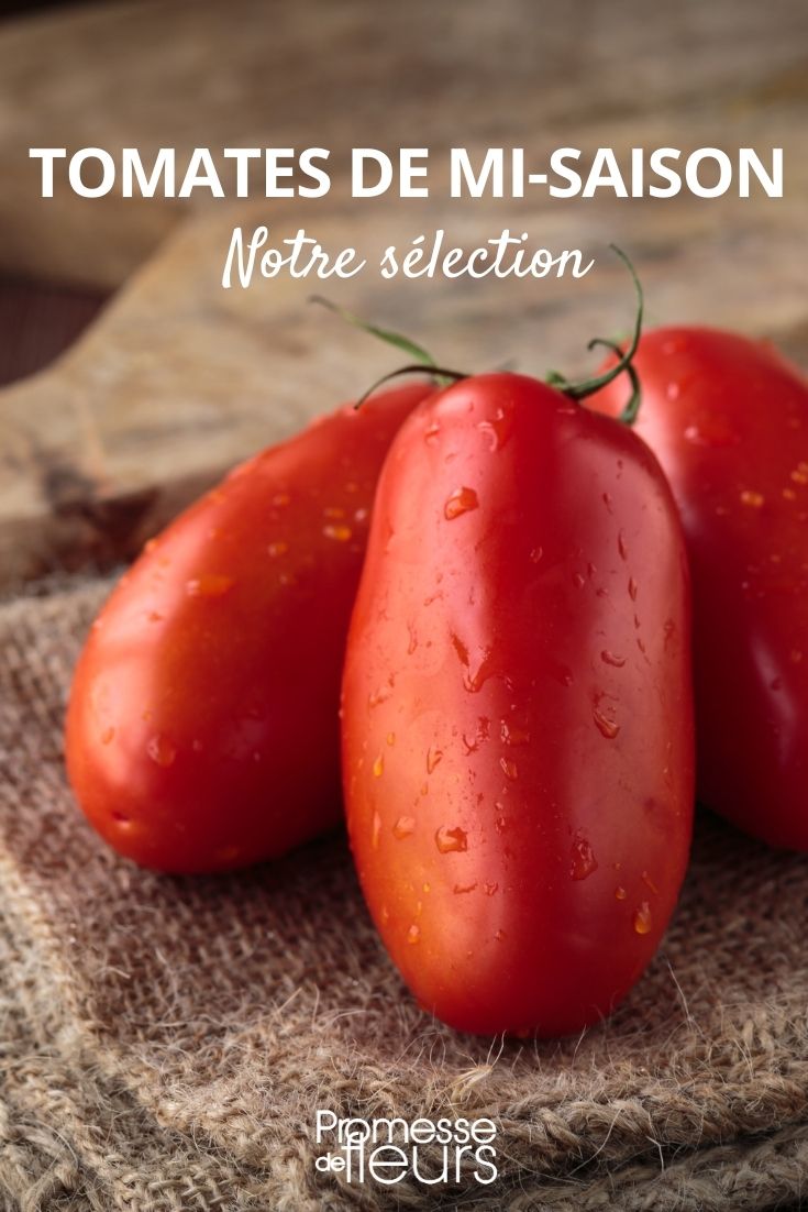 selección de tomates de media temporada