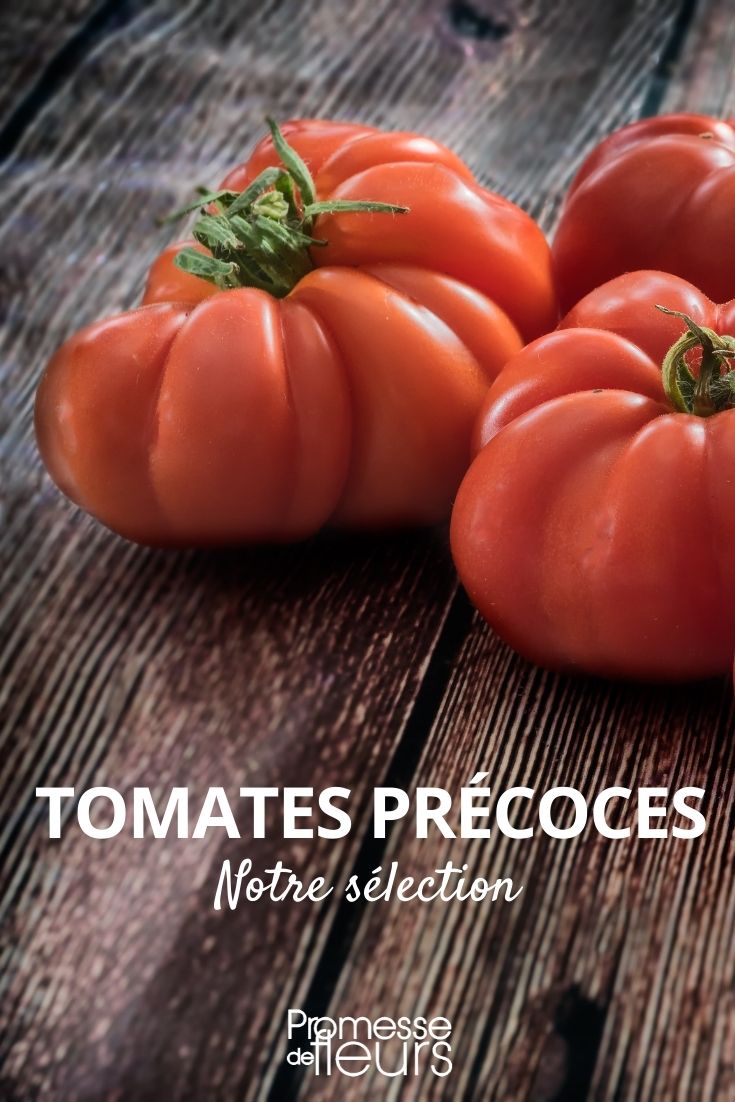 Selección de tomates tempranos