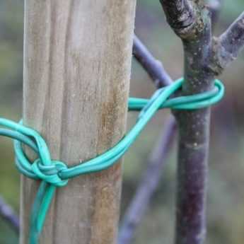 ¿Cómo rodrigar un árbol frutal?