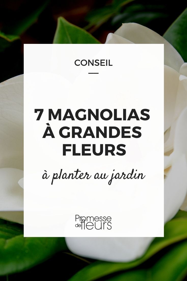 magnolias de flores grandes