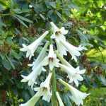 7 bulbos raros y originales