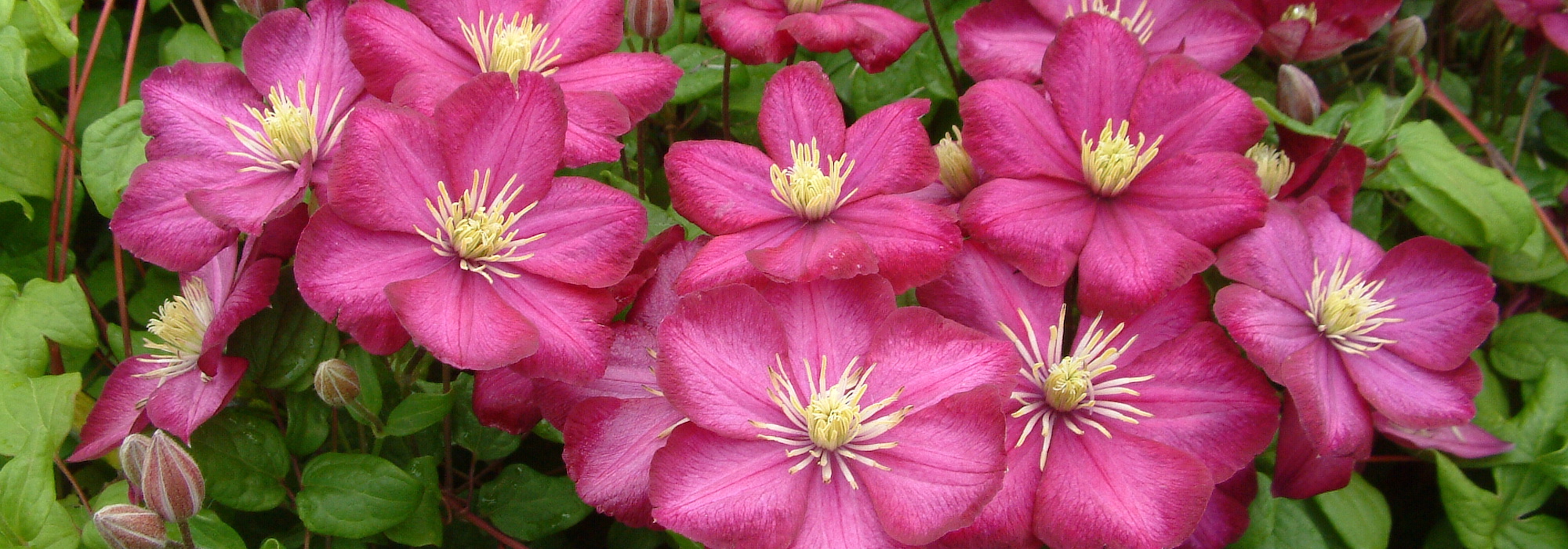 7 clemátides (Clematis viticella) púrpuras o rojas para tu jardín
