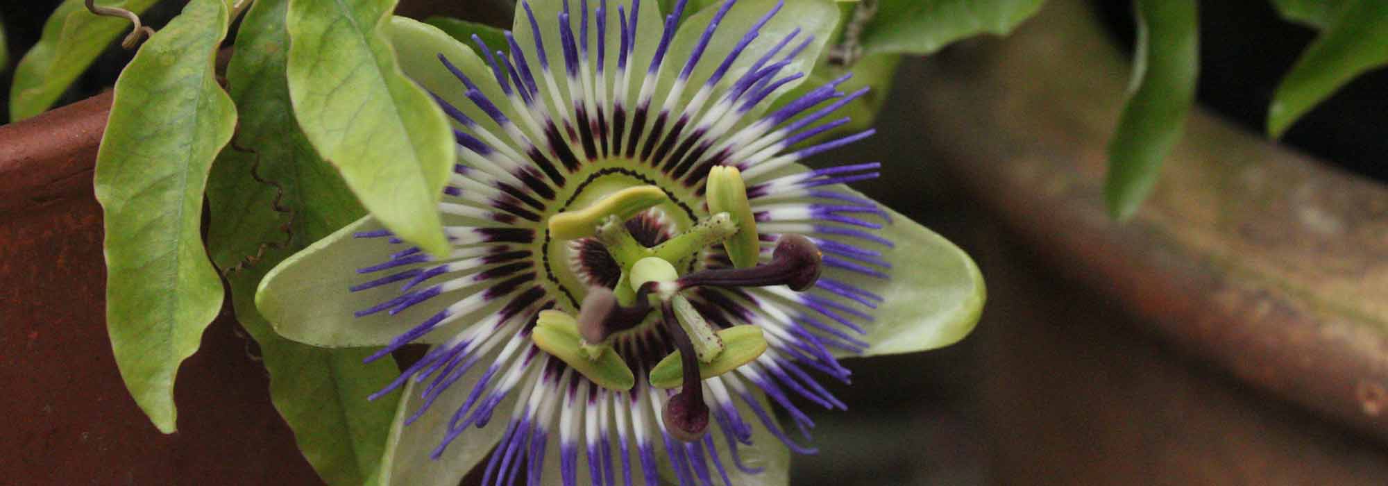 Cultivar pasiflora perfumada en maceta