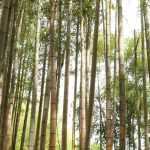 Phyllostachys: plantar, cultivar