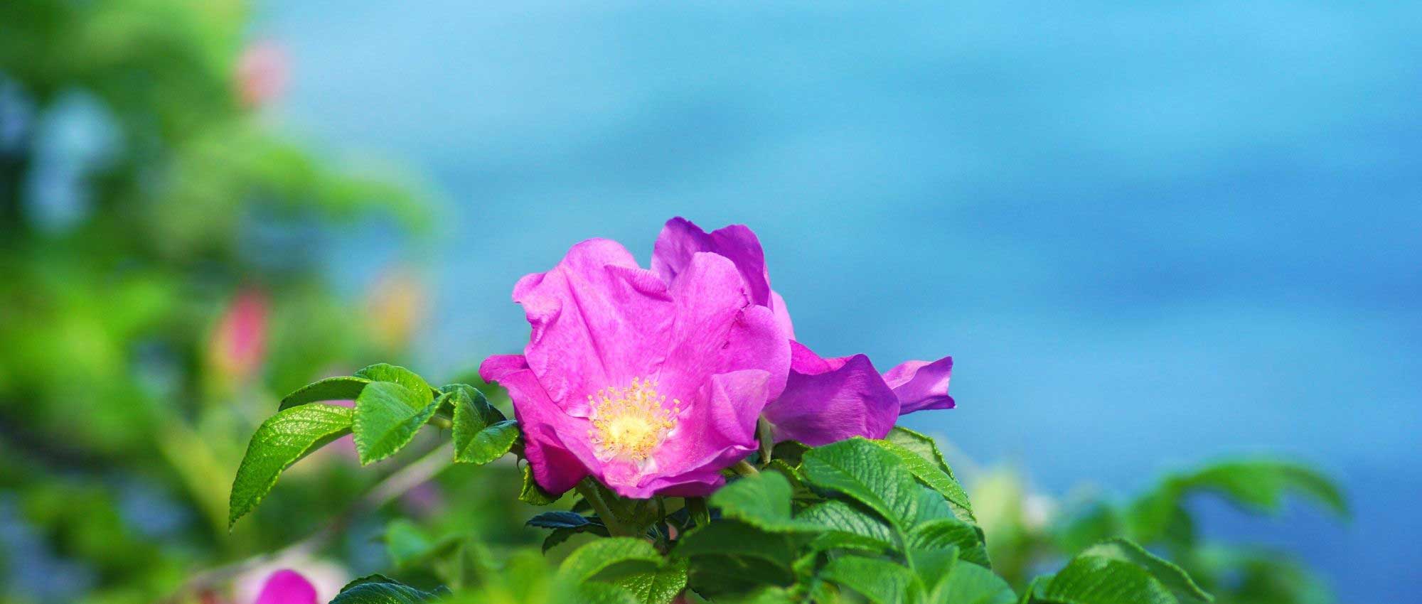 Los mejores rosales para clima mediterráneo