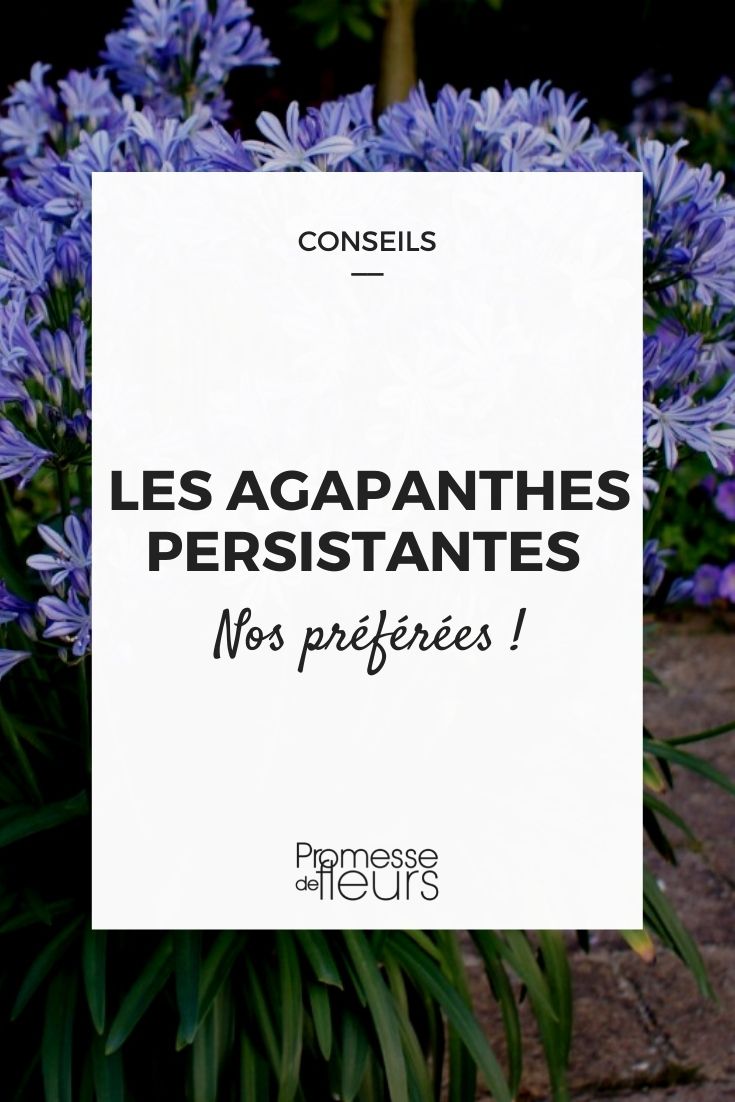 agapanto persistente