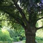 ¿Cómo calcular la edad de un árbol sin talarlo?