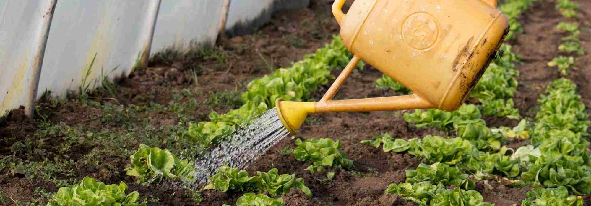 ¿Cómo gestionar el riego en invernadero?