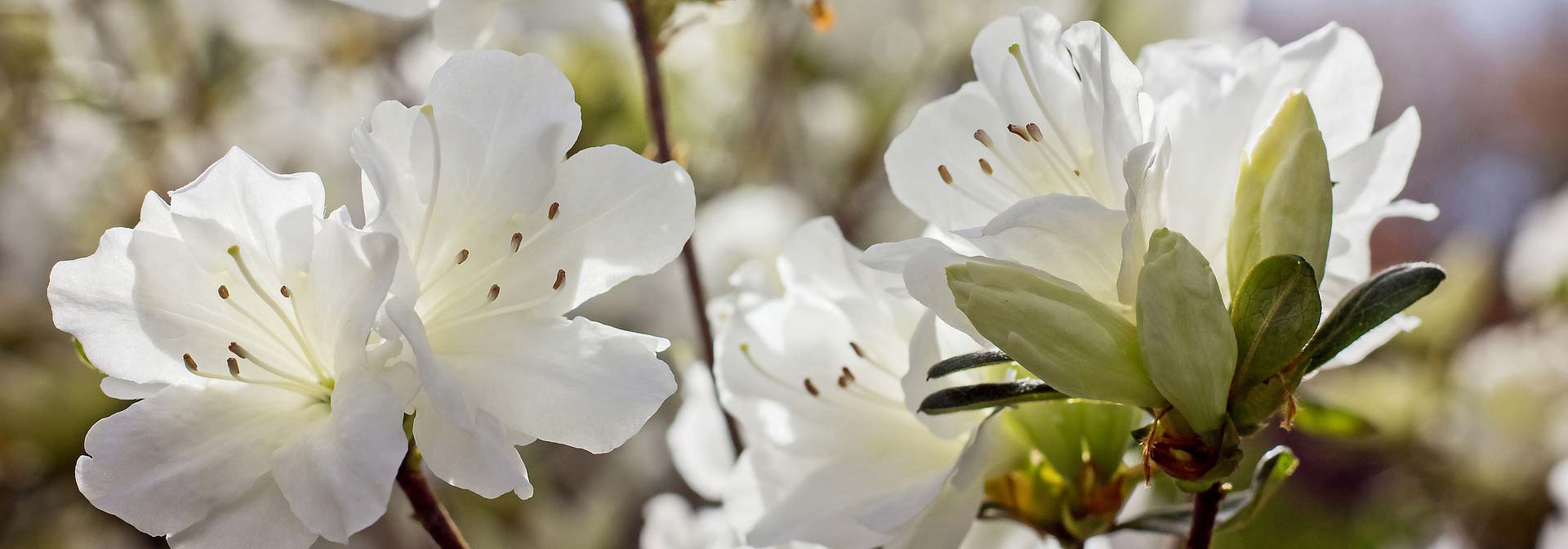 10 azaleas blancas para iluminar el jardín