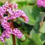 5 plantas cubresuelos para tierra arcillosa