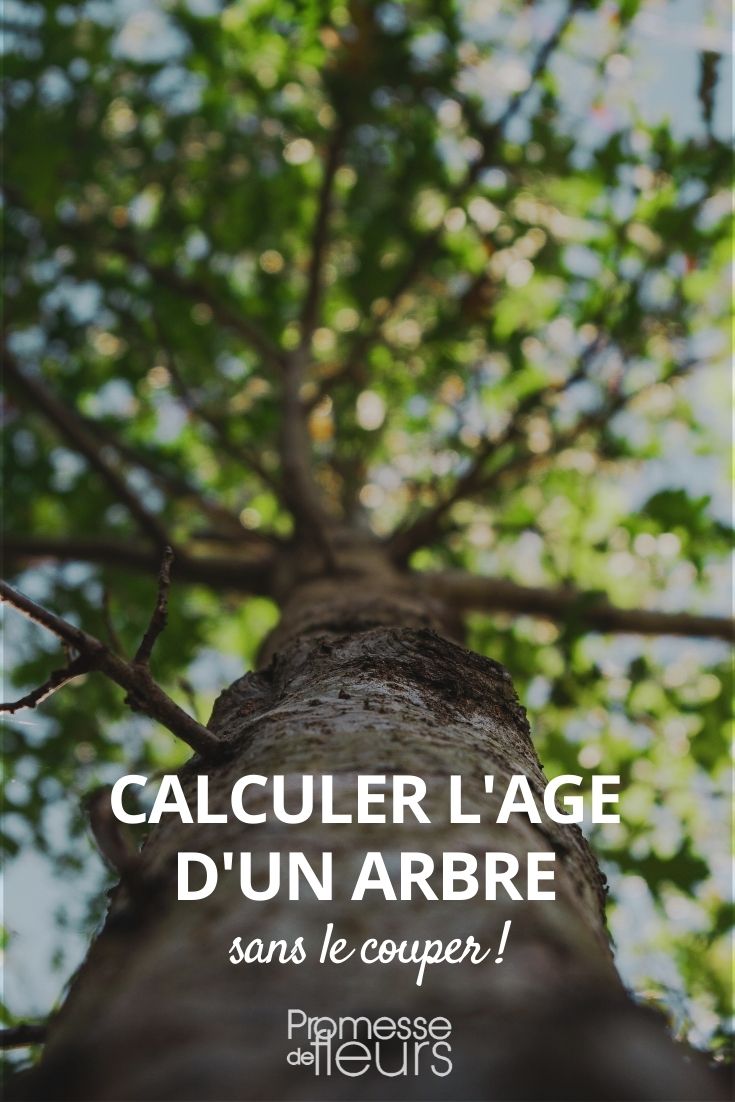 calcular la edad de un árbol sin cortarlo