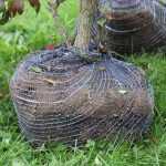 ¿Qué es el recorte de raíces?