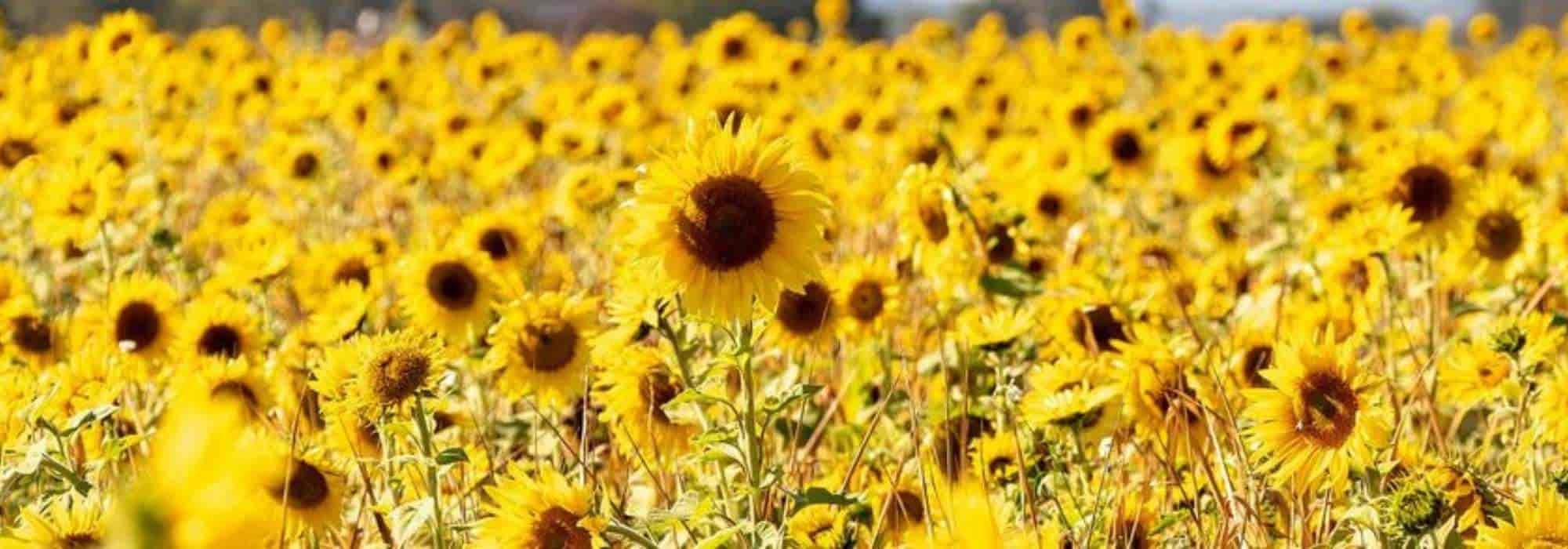 Plantar girasoles gigantes