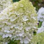 Elegir una Hydrangea paniculata