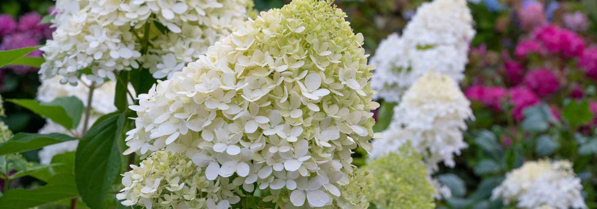 Elegir una Hydrangea paniculata