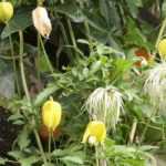 14 fructificaciones insólitas