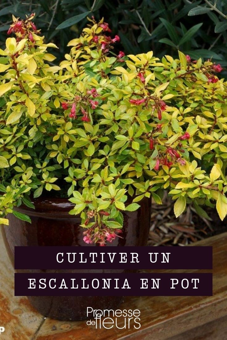 Escallonia en maceta