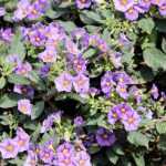 6 trepadoras para cultivar en macetas en un balcón orientado al oeste