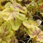 ¿Cómo elegir una Tiarella o una Heucherella?