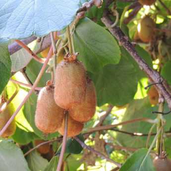 Podar el kiwi: ¿cuándo y cómo podar un actinidia?