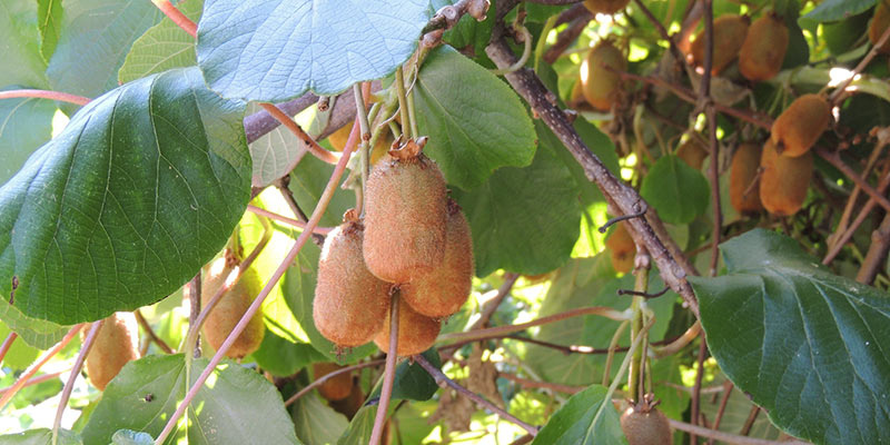 Podar el kiwi: ¿cuándo y cómo podar un actinidia?
