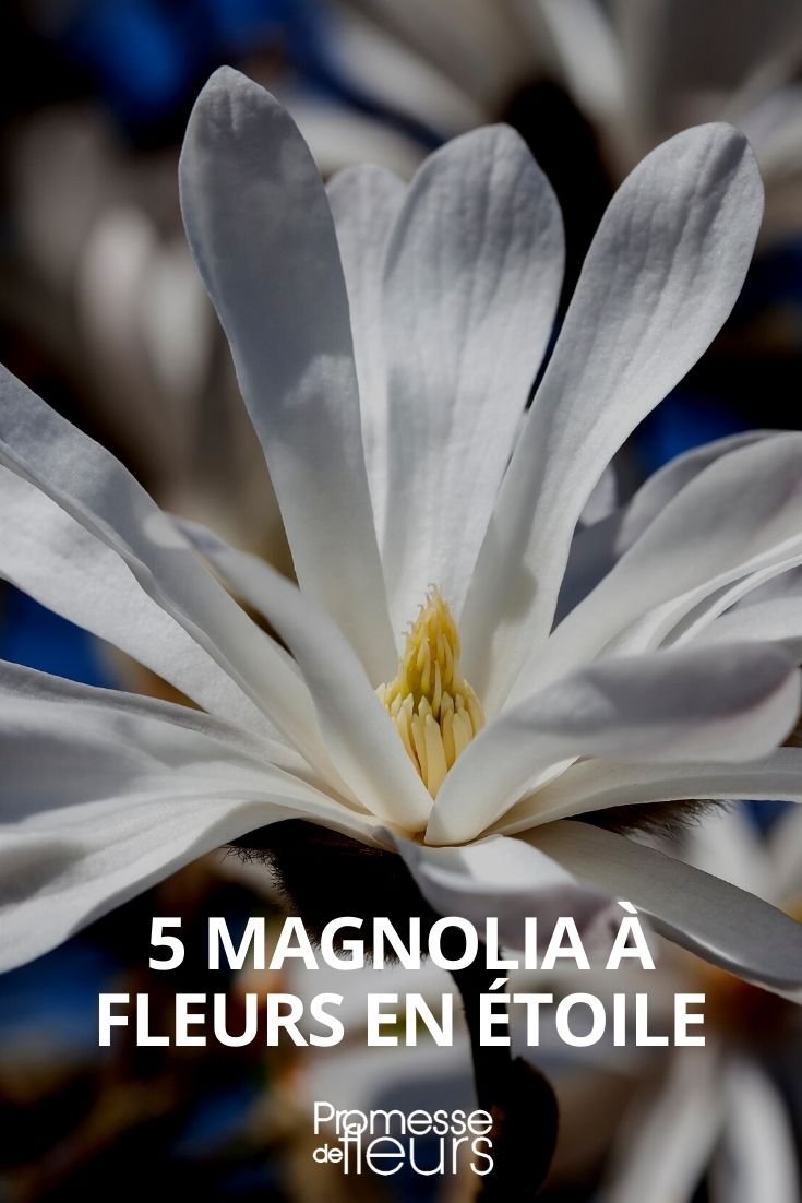 selección de magnolias con flores estrelladas