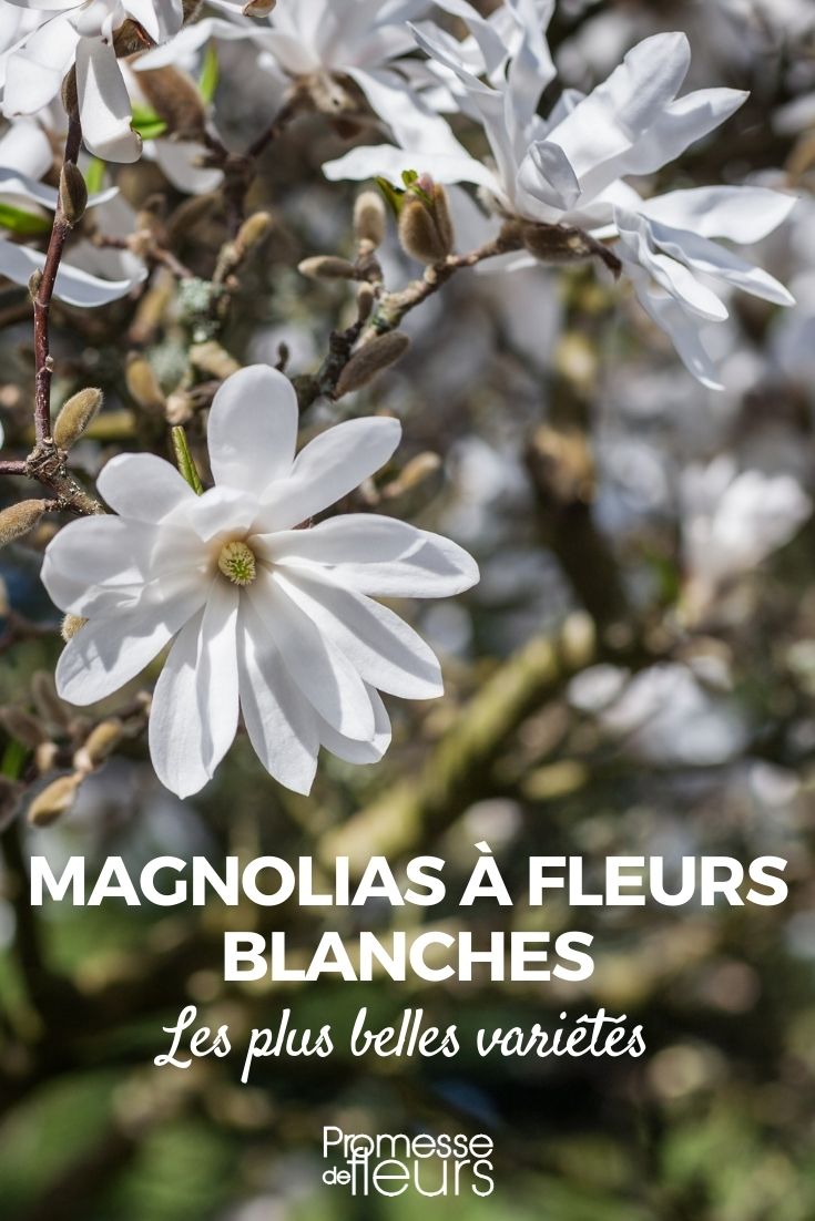 magnolio de flores blancas