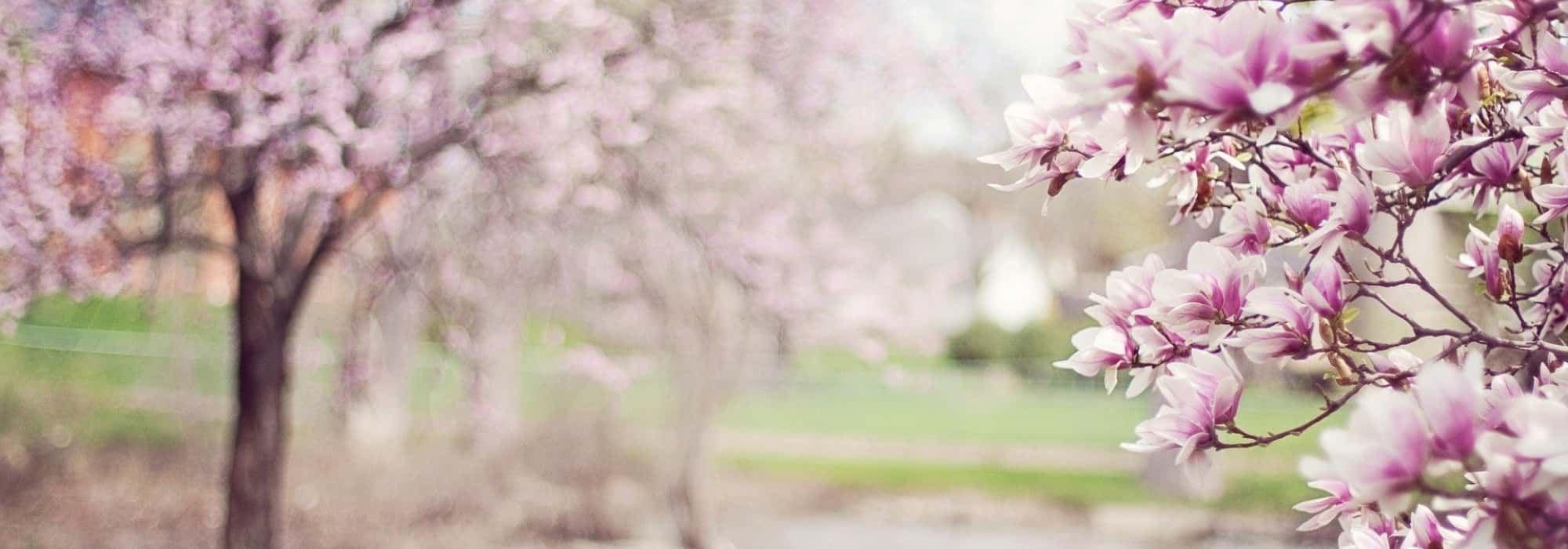 Los árboles más bellos en aislado