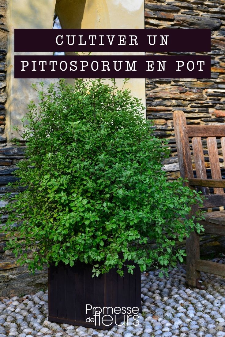 Pittosporum